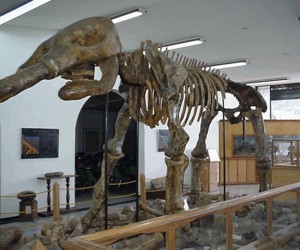 Museo Geologico Ingeominas Fuente: lapaleontologiaencolombia.bolgspot.com